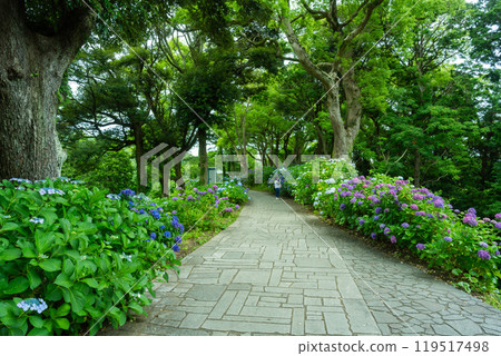 下田紫陽花節 下田紫陽花節 119517498