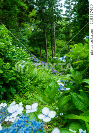 Shimoda Hydrangea Festival 119517499