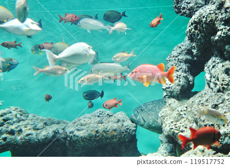 日本東京葛西臨海族館的魚 119517752