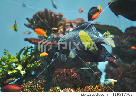 Fish at Kasai Rinkai Aquarium in Tokyo, Japan Fish at Kasai Rinkai Aquarium in Tokyo, Japan 119517762