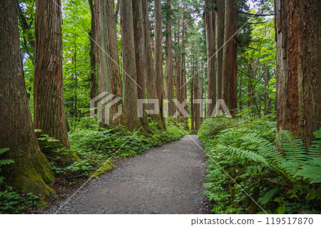 Cedar trees along the approach to the inner shrine of Togakushi Shrine [Nagano City] 119517870