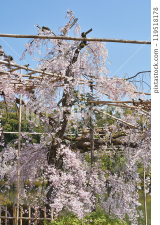 平安神宮的櫻花 平安神宮的櫻花 119518178