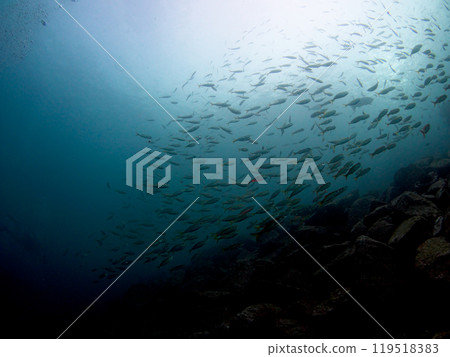 沙丁魚群 119518383