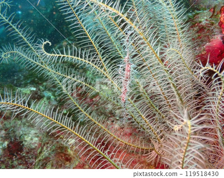 A white fish called a ghost pipefish swimming near a sea star A white fish called a ghost pipefish swimming near a sea star 119518430