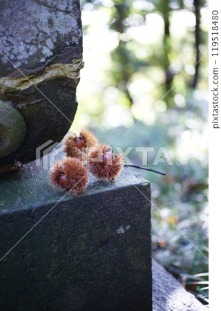 Shrine Chestnuts 119518480