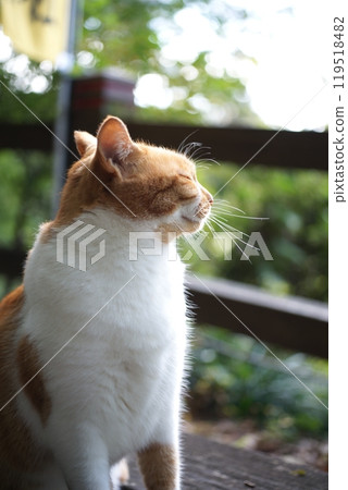 Cat sunbathing 119518482