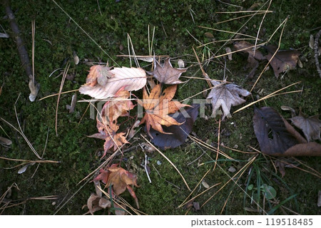 Fallen autumn leaves Fallen autumn leaves 119518485