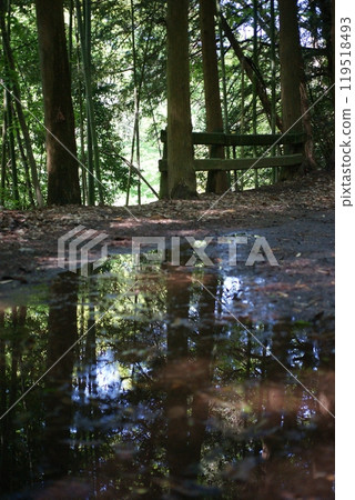 神秘的森林 神秘的森林 119518493