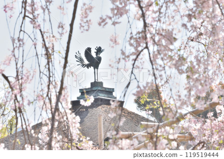 平安神宮的櫻花和太平閣的鳳凰 119519444