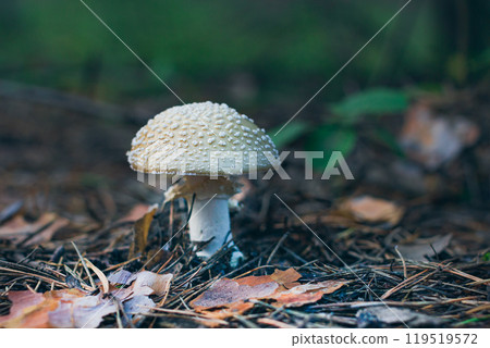 Amanita Pantherina, Known as the Panther Cap, False Blusher and Panther Amanita Amanita Pantherina, Known as the Panther Cap, False Blusher and Panther Amanita 119519572