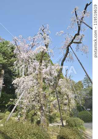 平安神宮的櫻花 平安神宮的櫻花 119519619