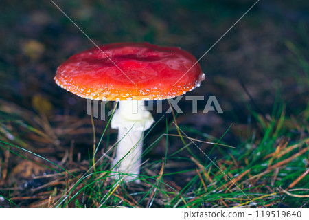 Mature Amanita Muscaria, Known as the Fly Agaric or Fly Amanita 119519640