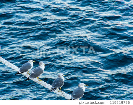 Morning harbor view: Seagulls perched on a mooring rope 119519756