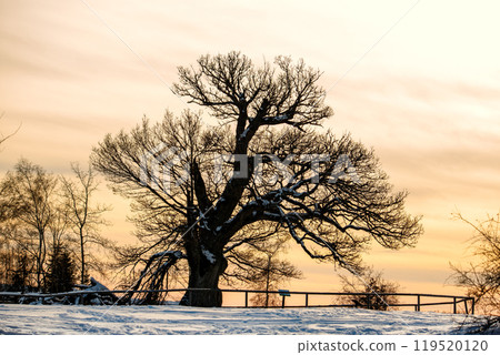 Scenic view silhouette of large old oak tree stands against golden sunset sky in Harz national park Germany on cold winter sunset evening. The snow-covered ground forest wood serene winter landscape Scenic view silhouette of large old oak tree stands against golden sunset sky in Harz national park Germany on cold winter sunset evening. The snow-covered ground forest wood serene winter landscape 119520120