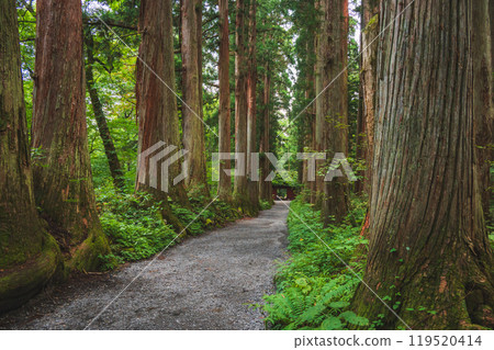 戶隱神社奧社參道兩旁的杉樹【長野市】 119520414