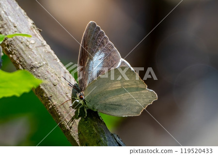 一隻雌性 Clamella 棲息在樹枝上 119520433