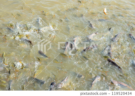 Freshwater fish, the global food industry, street food, food transformation, farmers 119520434