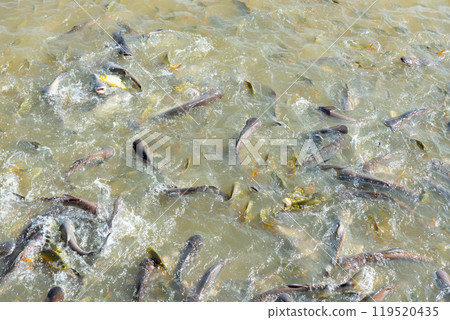 Freshwater fish, the global food industry, street food, food transformation, farmers 119520435