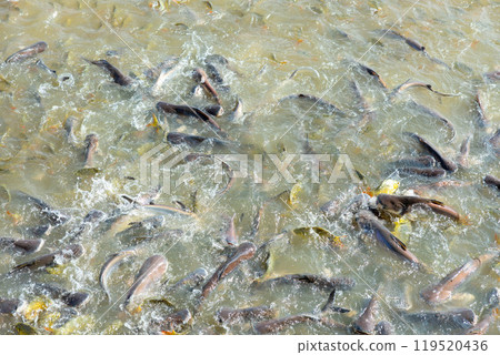 Freshwater fish, the global food industry, street food, food transformation, farmers Freshwater fish, the global food industry, street food, food transformation, farmers 119520436