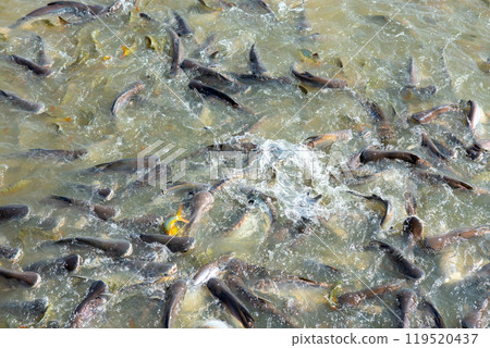 Freshwater fish, the global food industry, street food, food transformation, farmers 119520437
