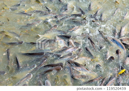 Freshwater fish, the global food industry, street food, food transformation, farmers 119520439