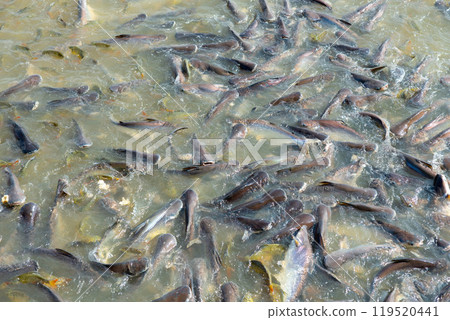 Freshwater fish, the global food industry, street food, food transformation, farmers 119520441