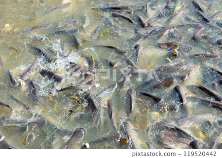 Freshwater fish, the global food industry, street food, food transformation, farmers 119520442