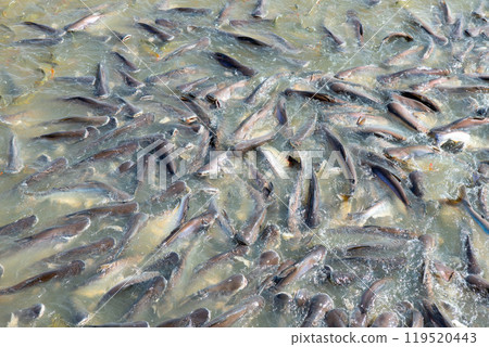 Freshwater fish, the global food industry, street food, food transformation, farmers 119520443