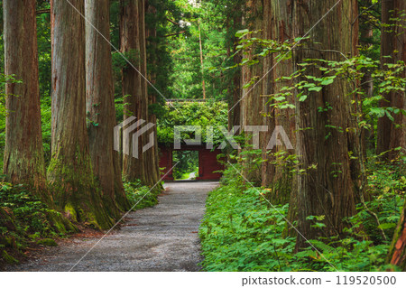 瑞神門和奧社神社參道兩旁的杉樹【戶隱神社】 119520500
