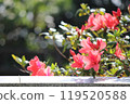 Red azalea flower Red azalea flower 119520588
