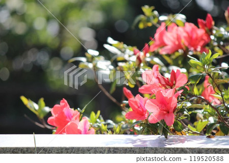Red azalea flower Red azalea flower 119520588