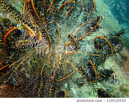 Spawning of the sea ferns in the sea Spawning of the sea ferns in the sea 119520593