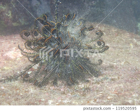 Spawning of the sea ferns in the sea Spawning of the sea ferns in the sea 119520595