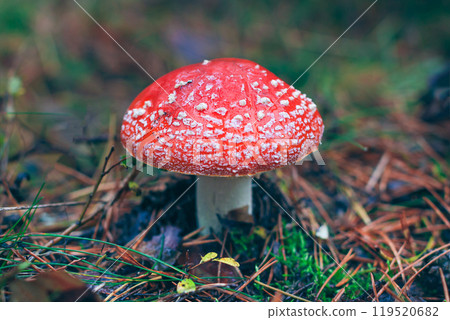 Mature Amanita Muscaria, Known as the Fly Agaric or Fly Amanita Mature Amanita Muscaria, Known as the Fly Agaric or Fly Amanita 119520682