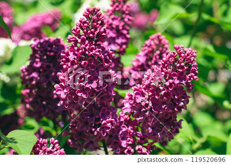Lilac Branch Blooms in Spring at Daytime - Close-Up 119520696