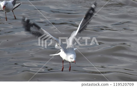 seagull evacuate in winter flying to feeding food on sea at Bang poo travel location in Thailand  119520709