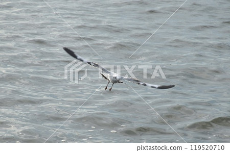 seagull evacuate in winter flying to feeding food on sea at Bang poo travel location in Thailand seagull evacuate in winter flying to feeding food on sea at Bang poo travel location in Thailand 119520710