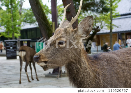 鹿 / 日本 119520767
