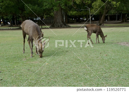 Deer / Japan 119520771
