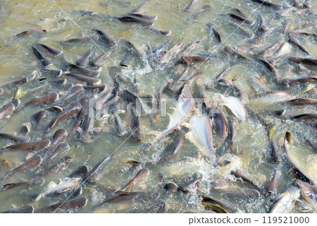Freshwater fish, the global food industry, street food, food transformation, farmers 119521000