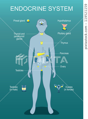 Human endocrine system Human endocrine system 119521159