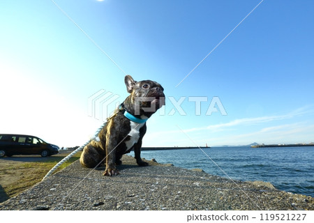 French bulldog looking out to sea French bulldog looking out to sea 119521227
