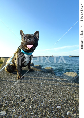 French bulldog looking out to sea French bulldog looking out to sea 119521237