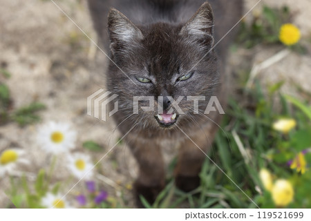Funny old street cat on the grass. Funny old street cat on the grass. 119521699