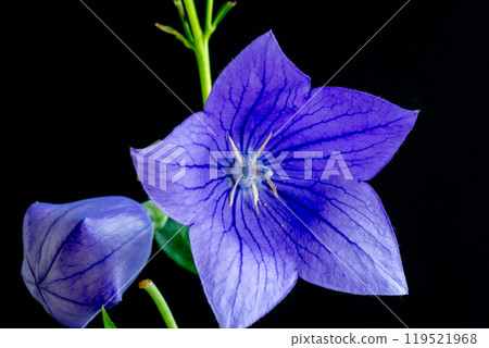 黑色背景中盛開的紫色風鈴草和芽 119521968