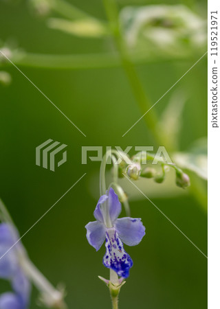 A cute purple flower that blooms in the summer garden, Kariganesou 119521971