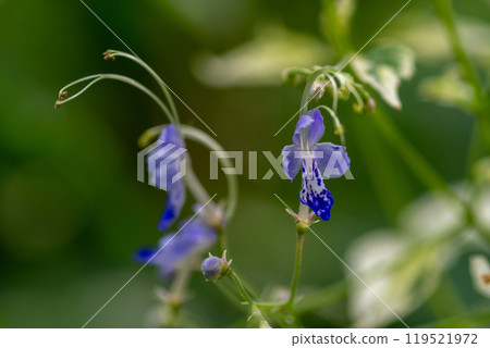 A cute purple flower that blooms in the summer garden, Kariganesou 119521972