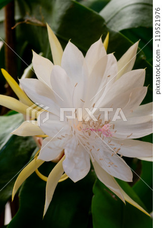 Blooming white cactus flower 119521976