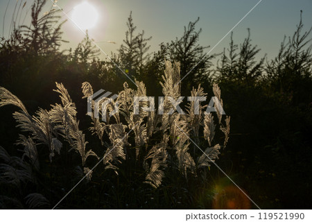 閃亮的蘇芝的耳朵 閃亮的蘇芝的耳朵 119521990