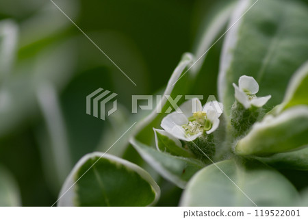 白色雪花蓮花的特寫 119522001